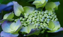 花卉世界的缤纷宝典，20000种花名一览表