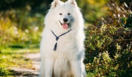养什么宠物犬最赚钱