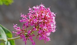 探索花卉世界，20种常见花卉名称及简介