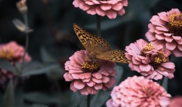 花卉世界，花与花名的高清视觉盛宴