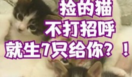 未来宠物店免费下载