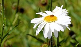 与花共语，探索花朵在日常生活中的诗意与哲学