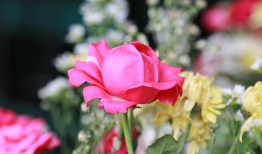 播放花花，探索花朵在文化中的寓意与象征