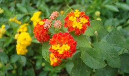 花的盛宴，唯美花卉图片大全