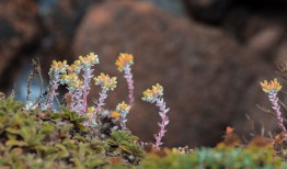 探索花语的世界，花名与花语大全