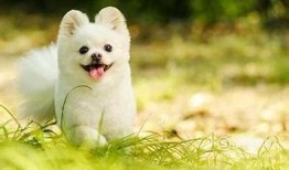 狗狗可以坐长途汽车吗？