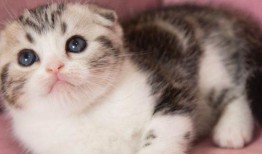 猫美短是什么品种