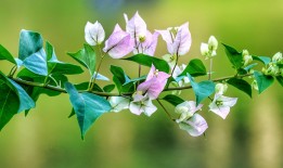 探索花卉世界，花与花的寓意及其文化象征