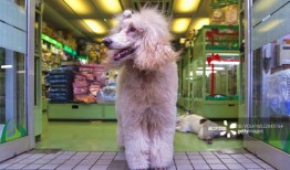 宠物店创业资源整合