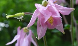 探索花卉世界，200种花名称大全