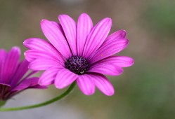 花和花，探索花朵的多重含义与象征