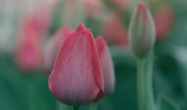花语中的诗意与生活哲学