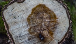 蛇类大百科，全图高清图片探索