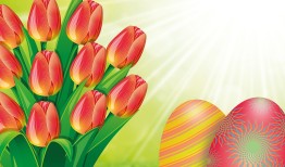 探索蝴蝶的多彩世界，百科、图片与简笔画