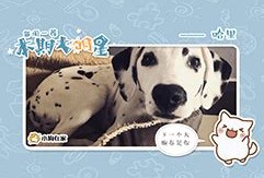 莆田宠物医院