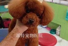 杭州宠物美容店排名