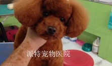 杭州宠物美容店排名