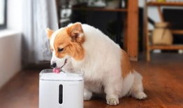 宠物饮水机推荐品牌