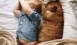 宠物后事