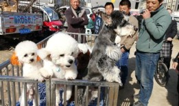 福州宠物集市