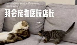 附近猫咪宠物医院