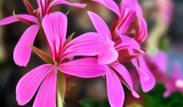 探索花与花朵的奥秘，它们是一样的吗？