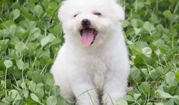最贵的宠物狗是什么品种
