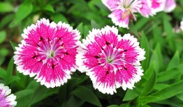 花花世界，名字中的寓意与文化