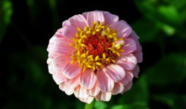 探索花卉世界，100种花的名字与花语
