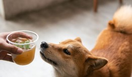 青海湖可以带宠物吗