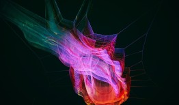 花语中的秘密，解读自然界的语言