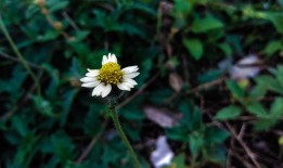 花名集锦，探索自然界的缤纷色彩