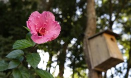 花花世界，探索花卉图片大全的艺术与魅力