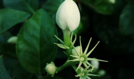 探索生活中的芬芳，揭秘茉莉花茶的价格魅力与日常选择