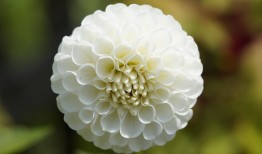 英国莲花，盛开在英伦的优雅与创新之花