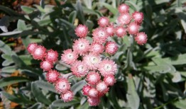 探索花花世界，花卉的魅力与文化