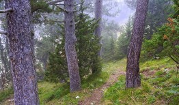 马麝，濒危的高山精灵及其保护之路