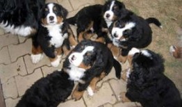 1.黄金犬（GoldenRetriever）