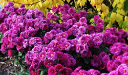 探索花卉世界，花与花之间的独特差异
