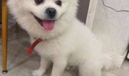 武汉哪里有宠物狗市场卖