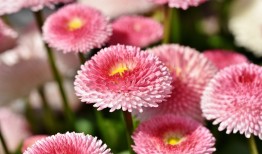 花语与寓意，探索花朵背后的情感世界