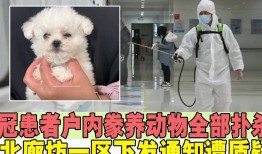 廊坊捕杀宠物