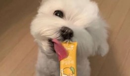 朋友圈晒宠物怎么评论