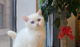 猫咪领回家注意事项