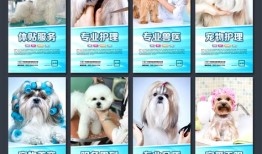 沈阳宠物美容培训机构