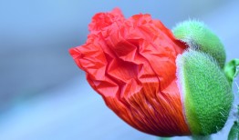 花语成语，传统文化中的花卉象征