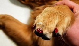 宠物狗美容修剪步骤
