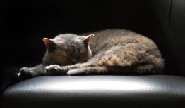 熊猫与知识产权，保护国宝的法律之盾