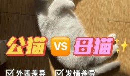 宠物猫与家猫的最大区别