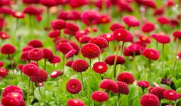 花语，花朵的情感与象征